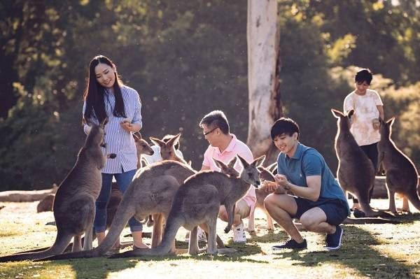 澳大利亚旅游热度攀升！中国游客成为悉尼机场最大国际客源